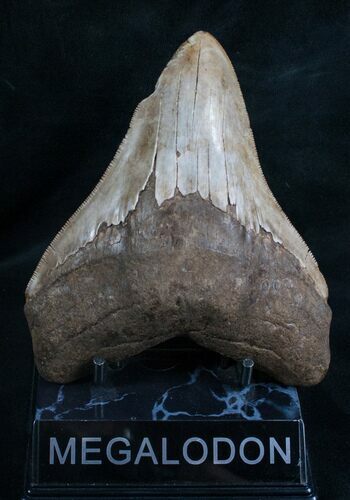 Wide Megalodon Tooth - Serrated #7939